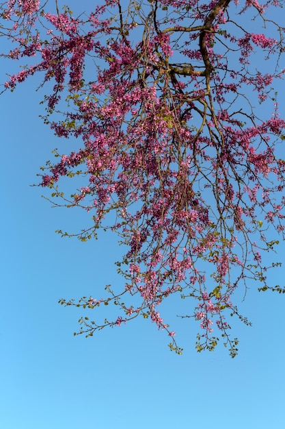 Tree Cercis siliquastrum with pink flowers