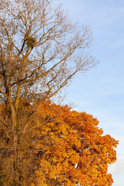 Tree changes in the park in the autumn season