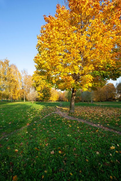 Tree changes in the park in the autumn season