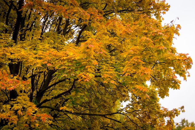Дерево в городском парке с разноцветными листьями, осенний сезон.