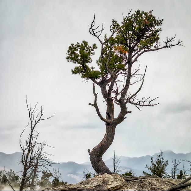 Photo tree clinging onto life at mammoth hot springs