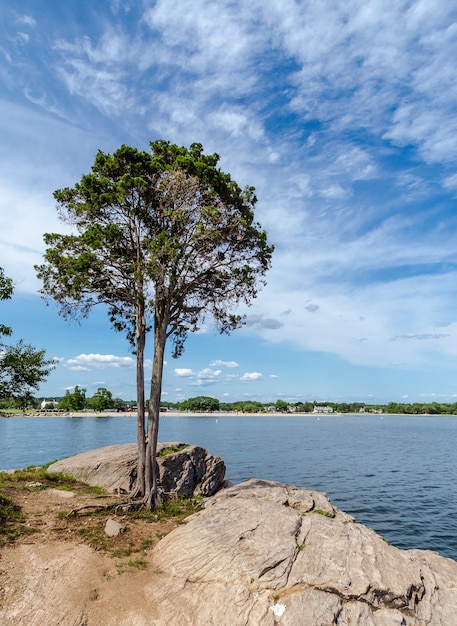 Tree on the coast of Connecticut