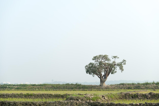 Foto albero in un paesaggio rurale contro un cielo limpido