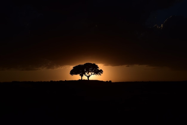 Coppia di alberi che si abbracciano al tramonto