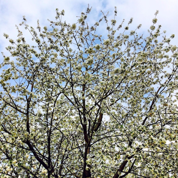 Tree covered in blossom