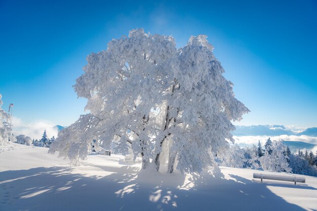 Tree covered in deep snow in scenic winter wonderland salzburg austria