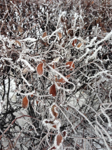 A tree covered in ice and frost has been covered in ice.