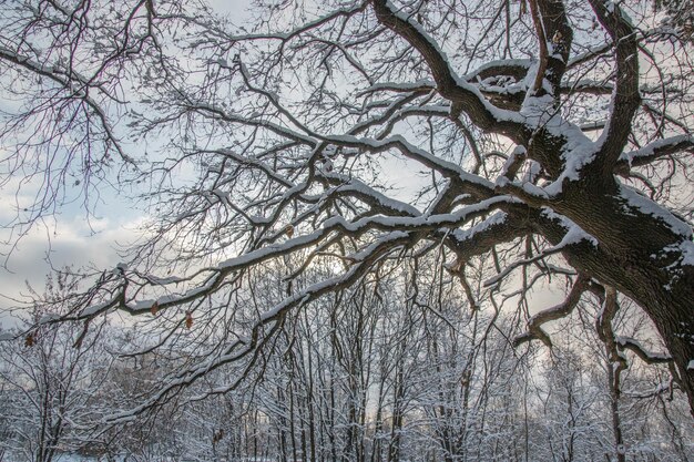 A tree covered in snow