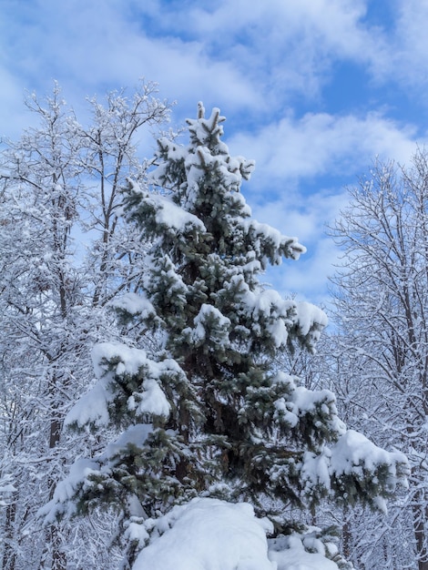 晴れた日に雪で覆われた木