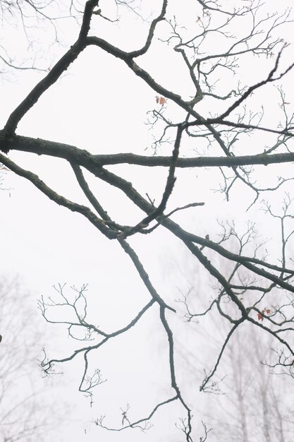 Photo tree crown without leaves bare branches late autumn or winter naked branch of autumn tree against th...