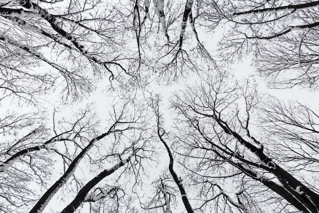 Tree crowns from below. Winter trees in the park.