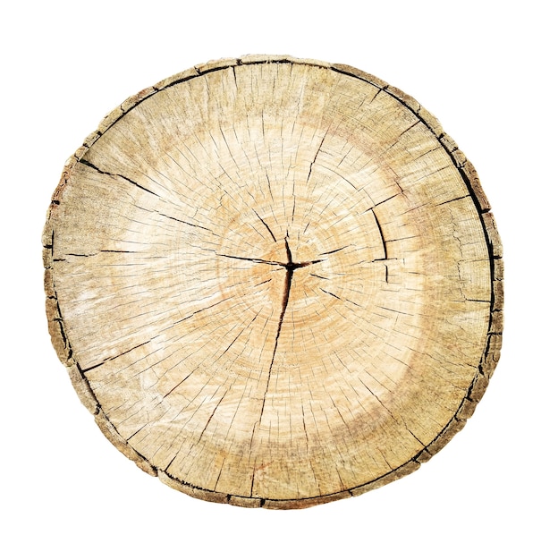 Tree cut trunk isolated on white background. Stump with wood rings textures