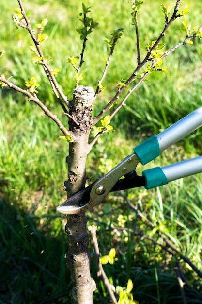 Photo tree cutting