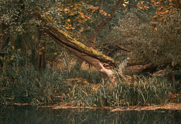 Tree damaged by beavers Wildlife trails in forests and parks