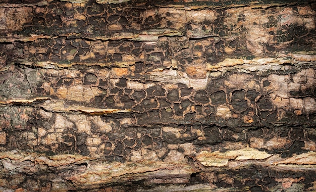 Tree dark texture. wooden background with dark and light colors