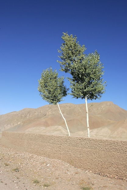 Foto albero nel deserto contro un cielo blu limpido