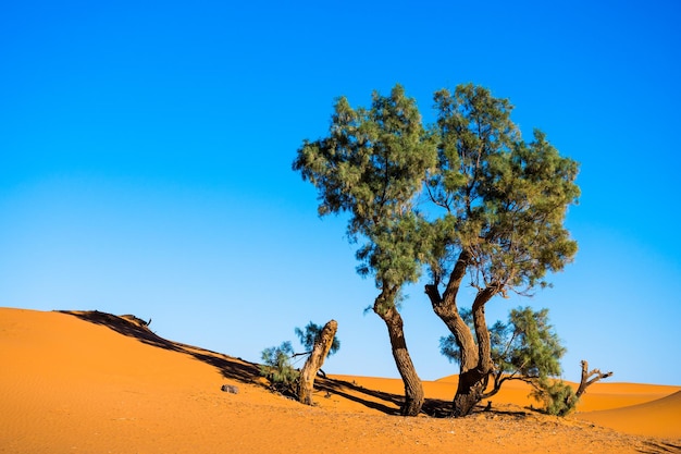 Tree in a desert