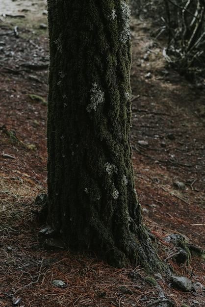 下部に苔が付いた木の詳細