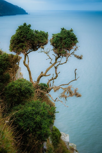 Albero sulla costa del devon