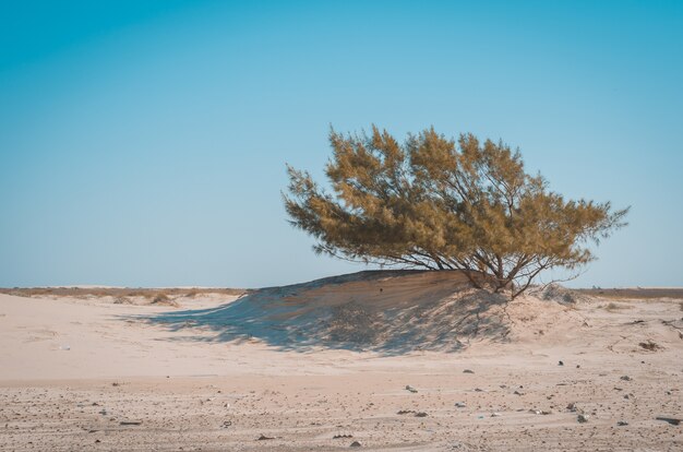 Foto albero tra le dune