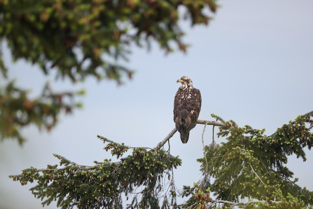 tree eagle