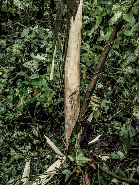 Горилла ест дерево в старовозрастном лесу в Северном Киву, ДРК
