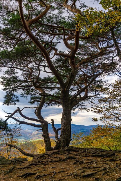 Photo tree on the edge