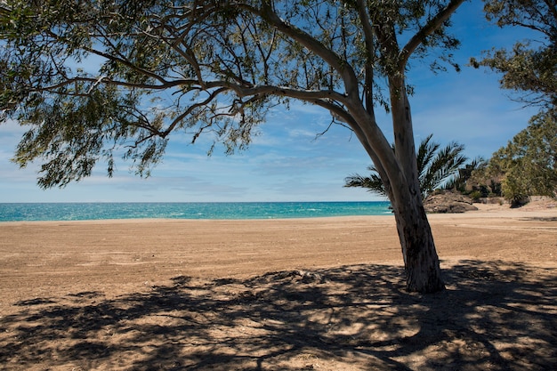 Tree on the empty beach of bolnuevo mazarron murcia spain giving shade on a beautiful sunny day with the turquoise blue sea