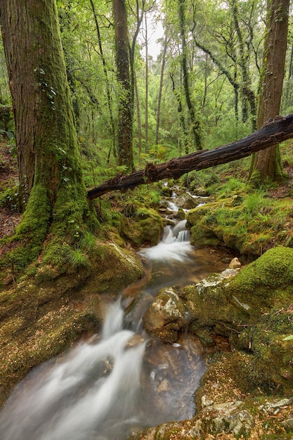 Tree fallen over a small river in a forest in the area of Galicia, Spain.