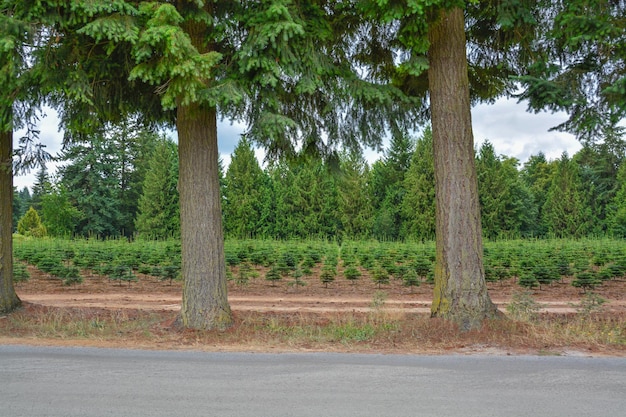 Photo tree farm field with planting stock at the road