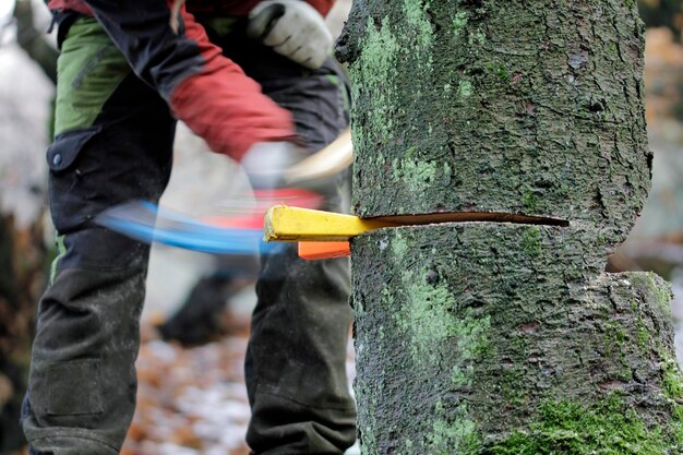 Photo tree felling with chainsaw and wedges