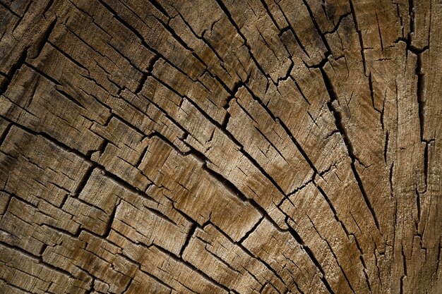 Tree felling Wooden texture Old log