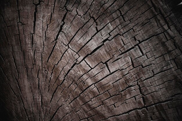 Tree felling Wooden texture Old log