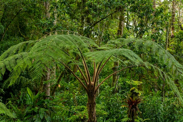 Tree ferns in tropical rainforest Chiriqui Panama Central America