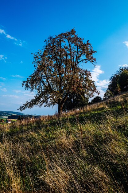 Tree on field against blue sky