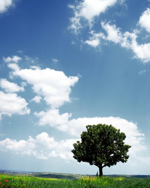 Tree on field against the blue sky