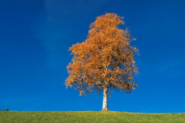 Tree on field against blue sky