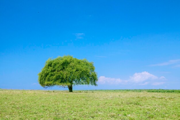 Tree on field against blue sky