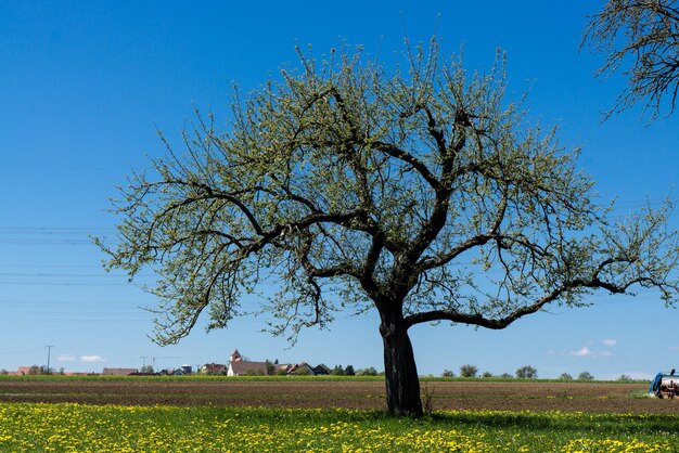 Tree on field against clear blue sky