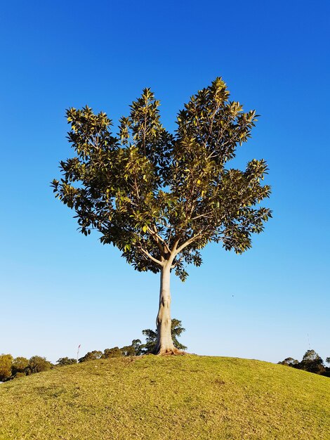 Tree in field against clear blue sky