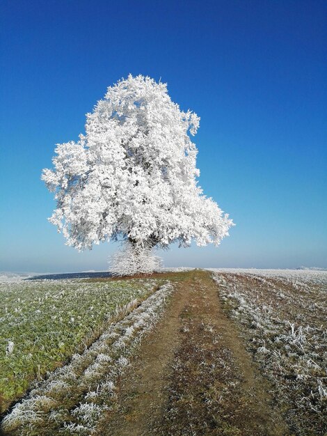 Tree on field against clear blue sky