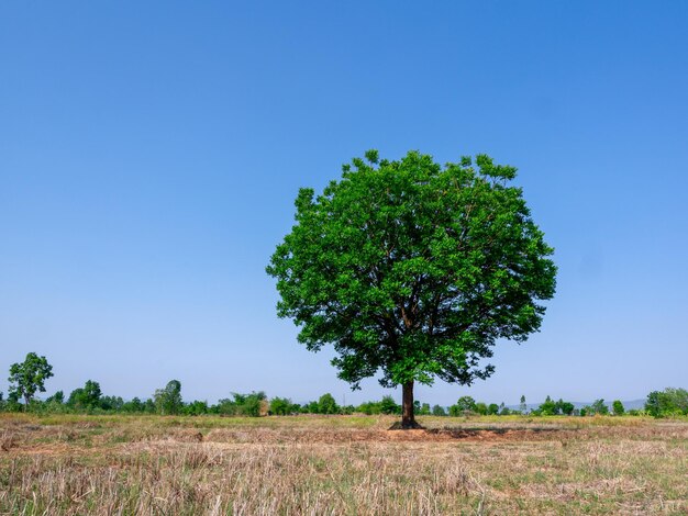 Tree on field against clear blue sky