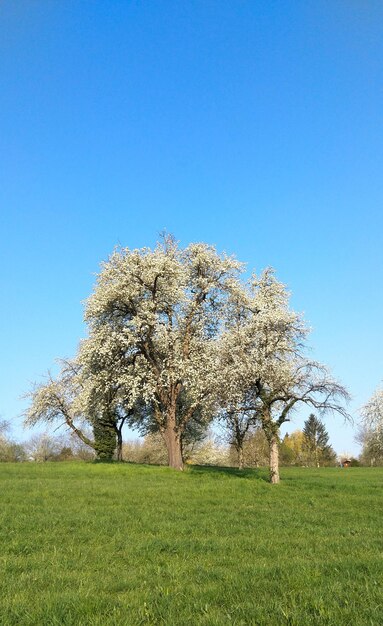 Tree on field against clear blue sky