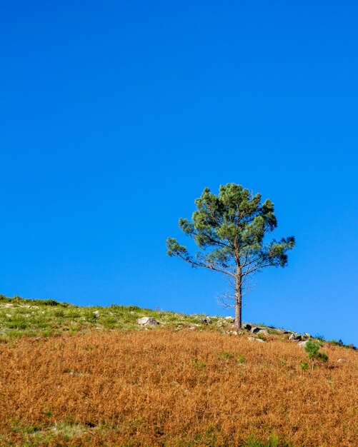 Tree on field against clear blue sky