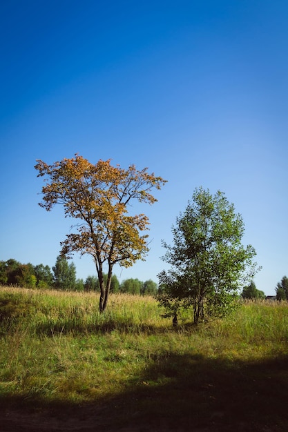 Tree on field against clear blue sky