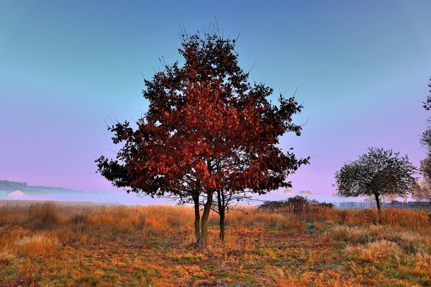 Tree on field against clear sky during autumn