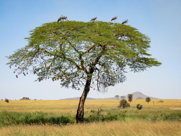 Tree on field against clear sky