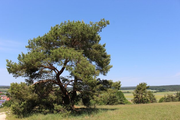 Tree on field against clear sky