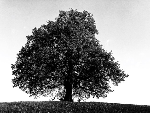 Foto albero sul campo contro un cielo limpido