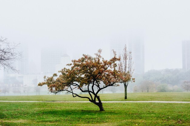 Tree on field against clear sky